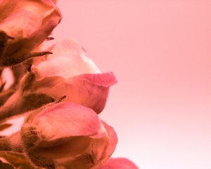 Обои для рабочего стола: Бутоны цветов