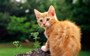 Обои для рабочего стола: Рыжий котенок