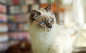 Обои для рабочего стола: Сиамка