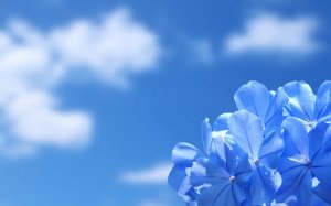 Обои для рабочего стола: Цветы небесного цвет...