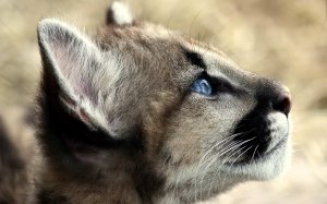 Обои для рабочего стола: Кошеня