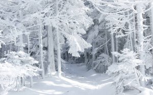 Обои для рабочего стола: Лес в снегу