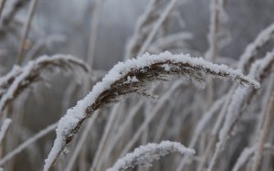 Обои для рабочего стола: Замерзшие колосья