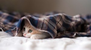 Обои для рабочего стола: Потайной котенок
