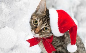 Обои для рабочего стола: Котенок Санты