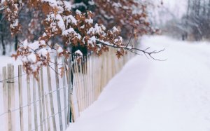 Обои для рабочего стола: Зимний лес