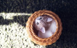 Обои для рабочего стола: Котик в лукошке