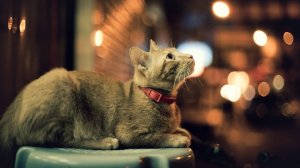 Обои для рабочего стола: Кот в ошейнике