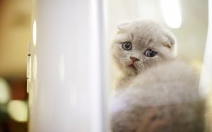 Обои для рабочего стола: Плюшевый котенок
