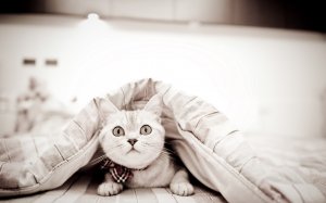 Обои для рабочего стола: Взгляд из-под одеяла