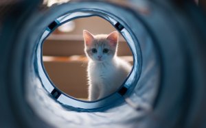 Обои для рабочего стола: Котенок в илюминатор...