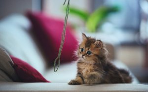 Обои для рабочего стола: Кошачья игра
