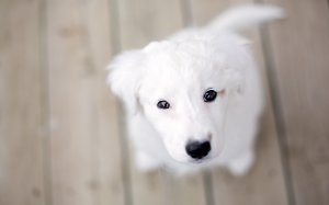 Обои для рабочего стола: Белый пес