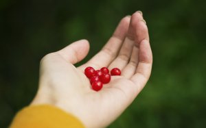 Обои для рабочего стола: Ягоды на ладони