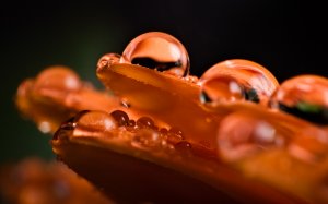 Обои для рабочего стола: Вода на цветке