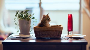 Обои для рабочего стола: Котик в лукошке