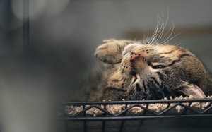 Обои для рабочего стола: Сон на спине