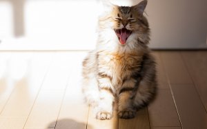 Обои для рабочего стола: Кот-зевака