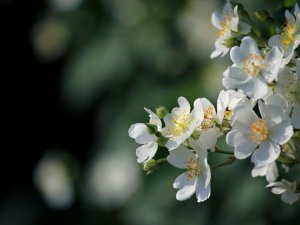 Обои для рабочего стола: Свежий цвет