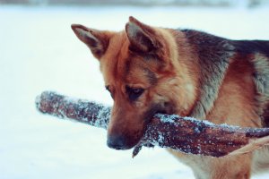 Обои для рабочего стола: Овчарка