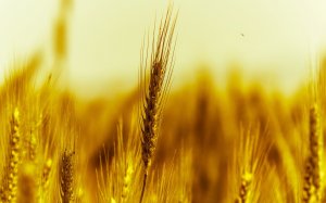 Обои для рабочего стола: Золотые колоски