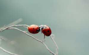 Обои для рабочего стола: Поцелуй насекомых