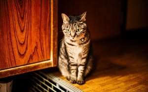 Обои для рабочего стола: Кошка в уголке
