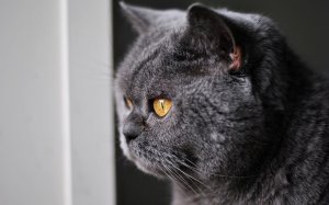 Обои для рабочего стола: Котик насупился