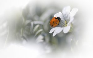 Обои для рабочего стола: Природа