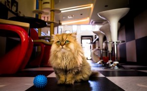 Обои для рабочего стола: Котик играется