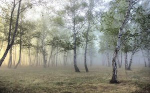 Обои для рабочего стола: Утро в березовой рощ...