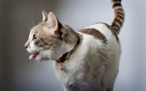 Обои для рабочего стола: Кошачий язычок