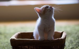 Обои для рабочего стола: Котенок из лукошка