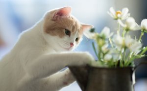 Обои для рабочего стола: Кот-садовник