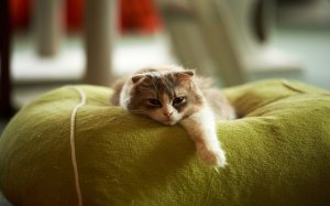 Обои для рабочего стола: Кот на пуфе