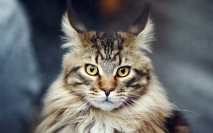 Обои для рабочего стола: Ушастый кот