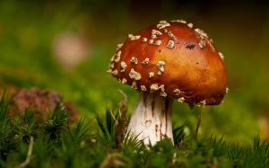 Обои для рабочего стола: Породия на съедобный...