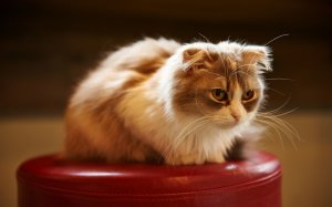 Обои для рабочего стола: Лопоухий кот