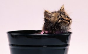Обои для рабочего стола: Котенок из ведра