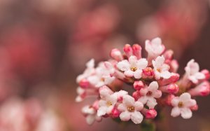 Обои для рабочего стола: Весеннее соцветие