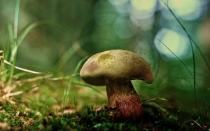 Обои для рабочего стола: Крупный гриб