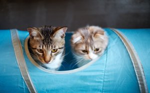 Обои для рабочего стола: Кошачья палатка