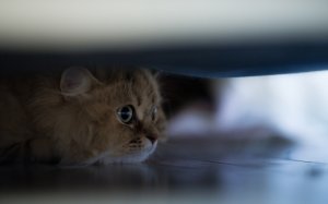 Обои для рабочего стола: В засаде