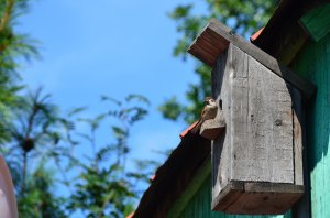 Обои для рабочего стола: Присоседился