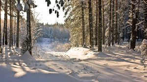 Обои для рабочего стола: Зимний лес под снего...