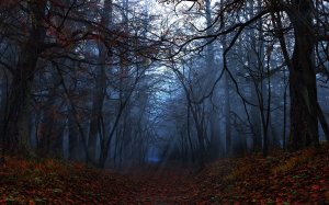 Обои для рабочего стола: Виртуальный лес