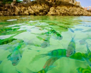 Прозрачные воды - скачать обои на рабочий стол