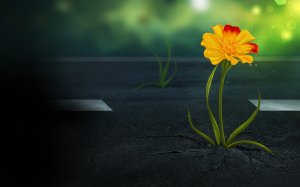 Обои для рабочего стола: Пророс сквозь асфаль...