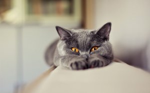 Обои для рабочего стола: Стесняюсь сказать