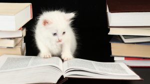 Обои для рабочего стола: Снежно-белый